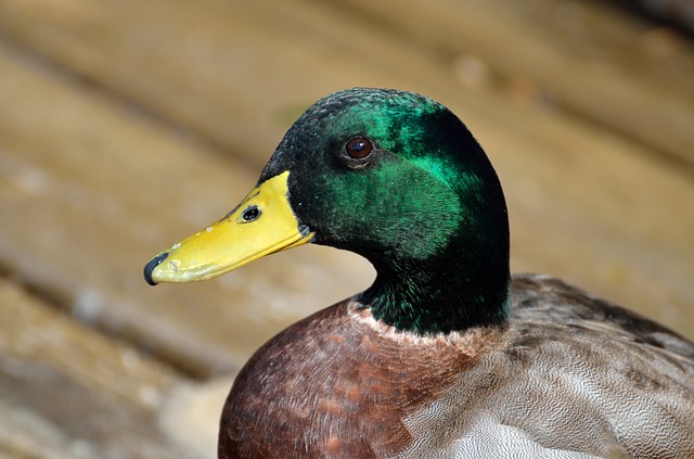 Wildfowl and Wetlands Trust in partnership with People's Postcode Lottery