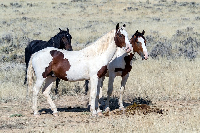 Powerball winner's Land Hosts Wild Horses