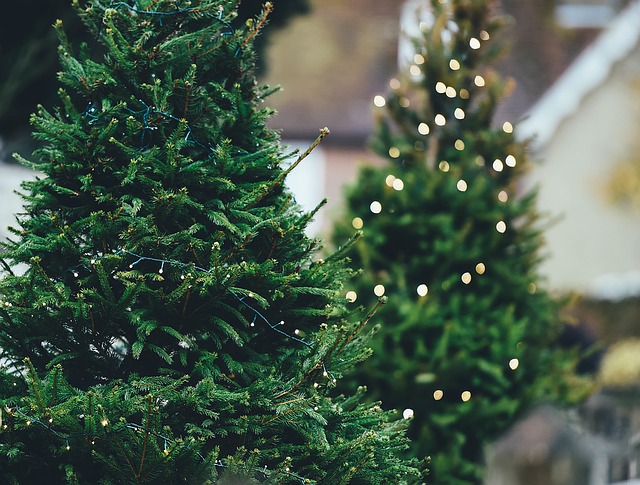 Lottery winners buy giant christmas tree