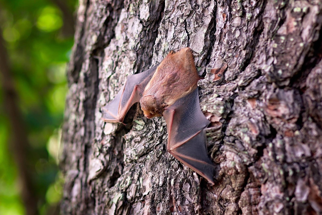 The Bats in Churches Scheme aims to deal with two conservation issues at once