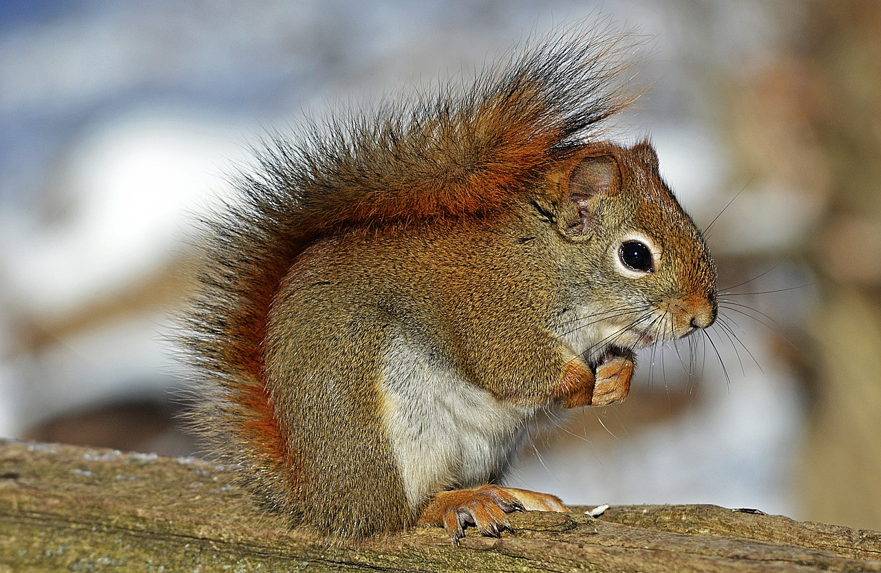 red squirrel project in Scotland helping the fightback