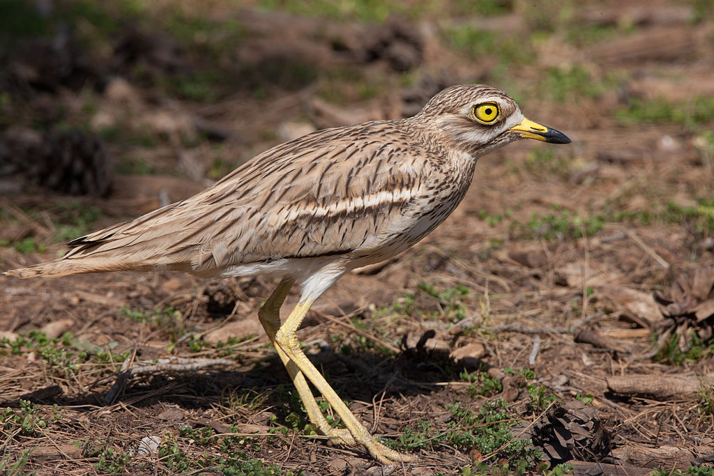 Stone Curlow - one of the Suffolk and Norfolk Brecks species to benefit from the lottery cash