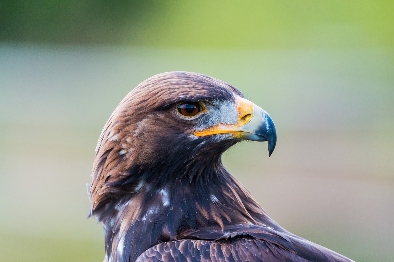 NeGolden Eagle Project for Scotland will boost numbers