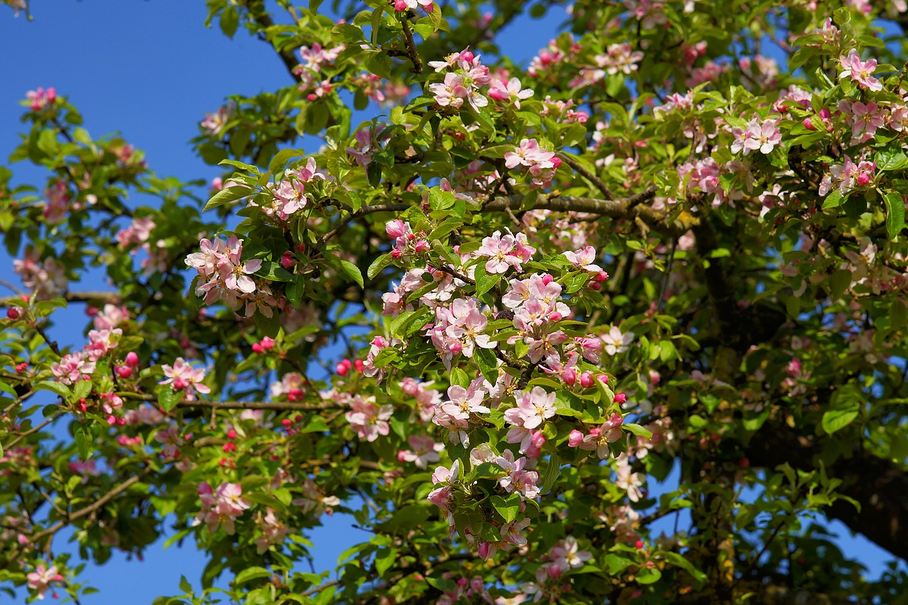 A new Blackpool city farm will feature orchards