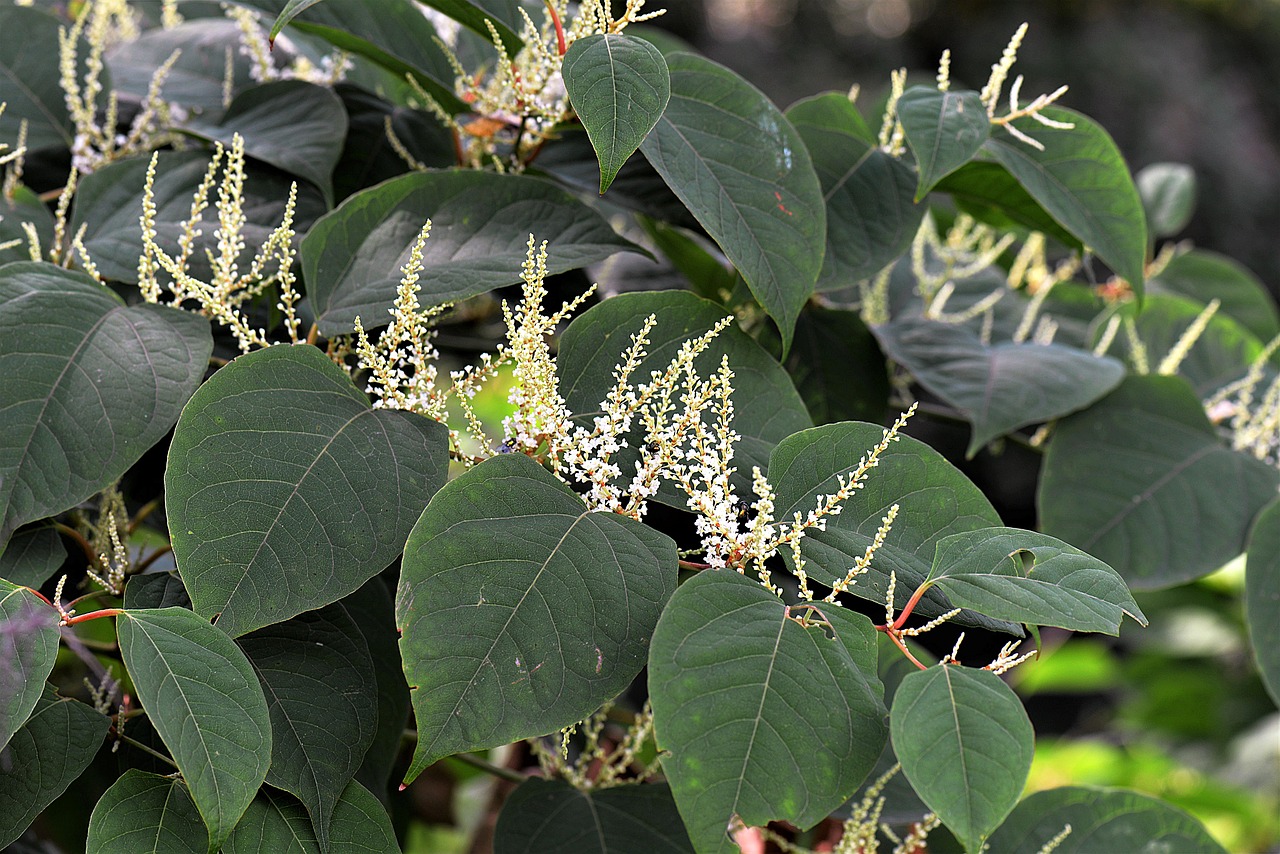 Biodiversity Protection Grant will help in the fight against Japanese Knotweed