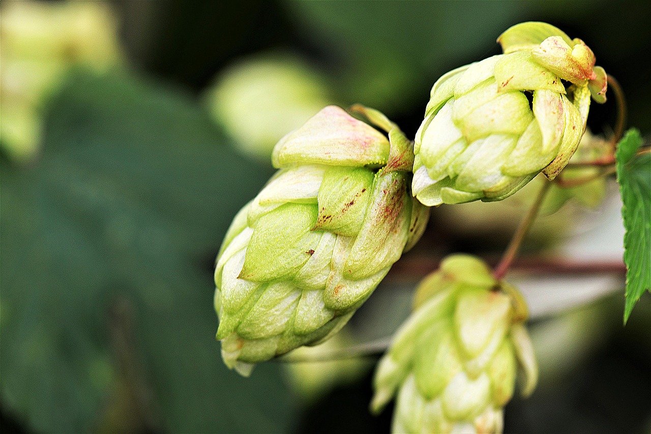 Celebrating the British hop tradition