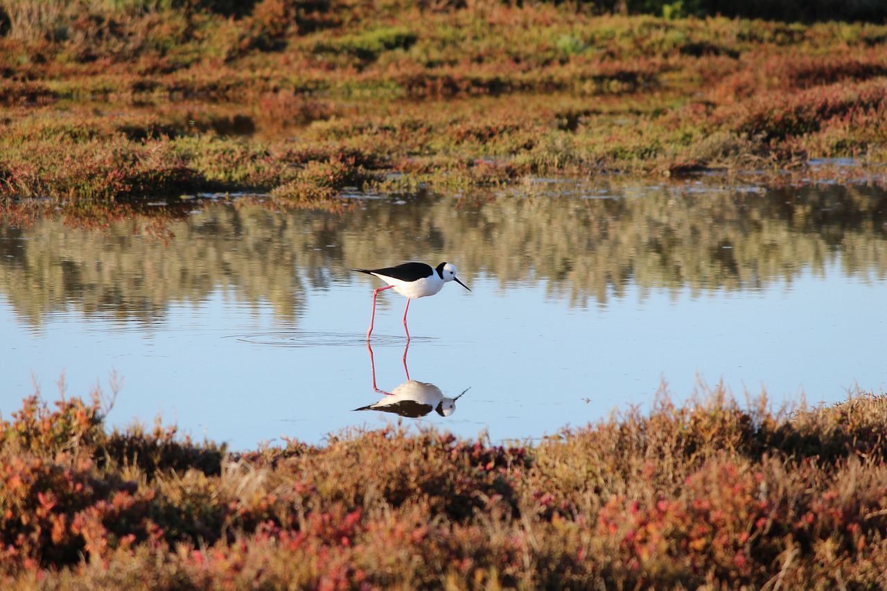 UK Wildlife Projects Receive Cash Boost