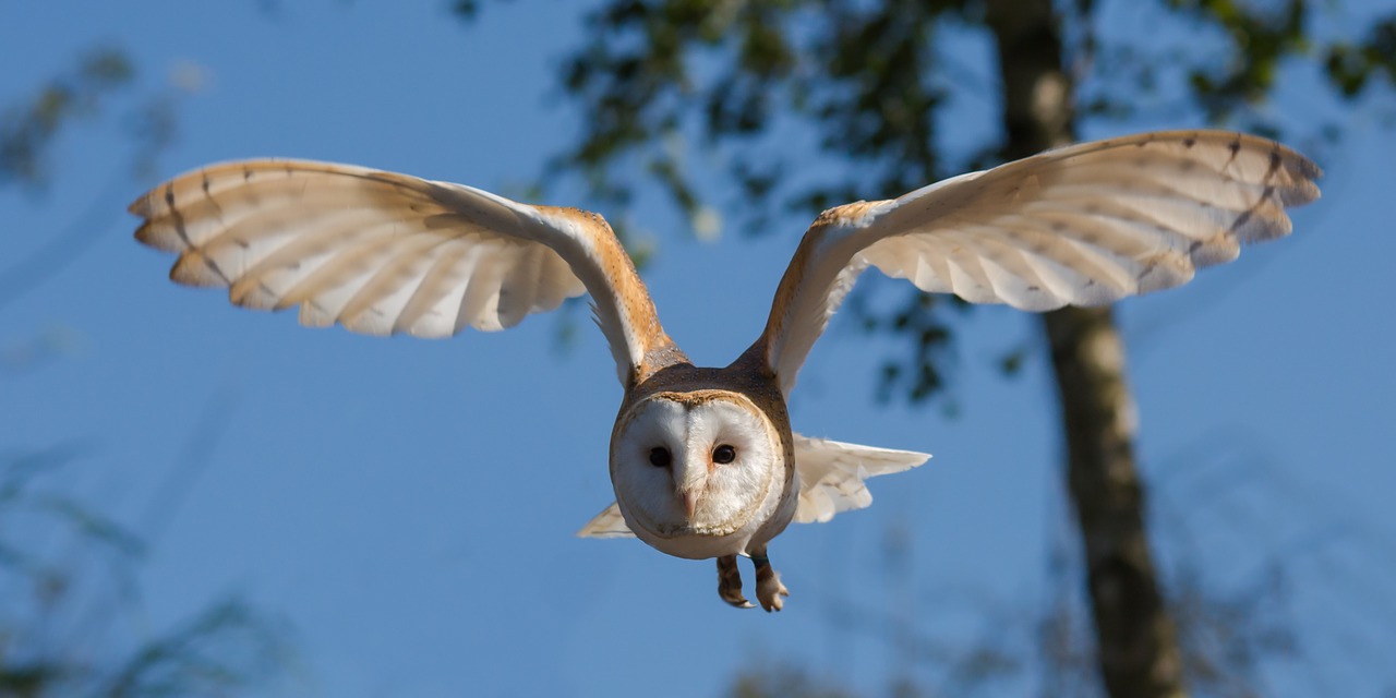 Barrow Owl Sanctuary Part Winner of People's Postcode Lottery