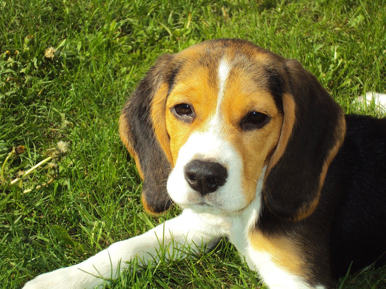 Lottery win follows Snake-Beagle Stand Off