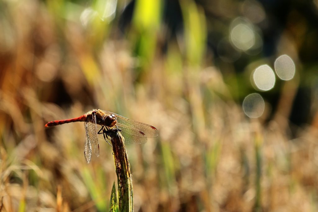 species restoration in Cumbria moves to next phase