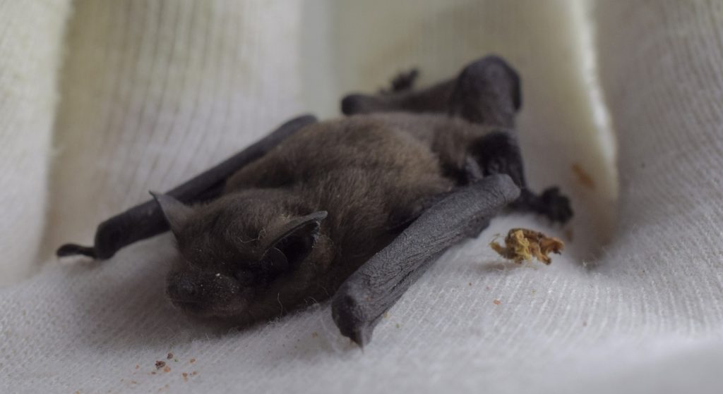 Hainault Forest Country Park bat conservation cash