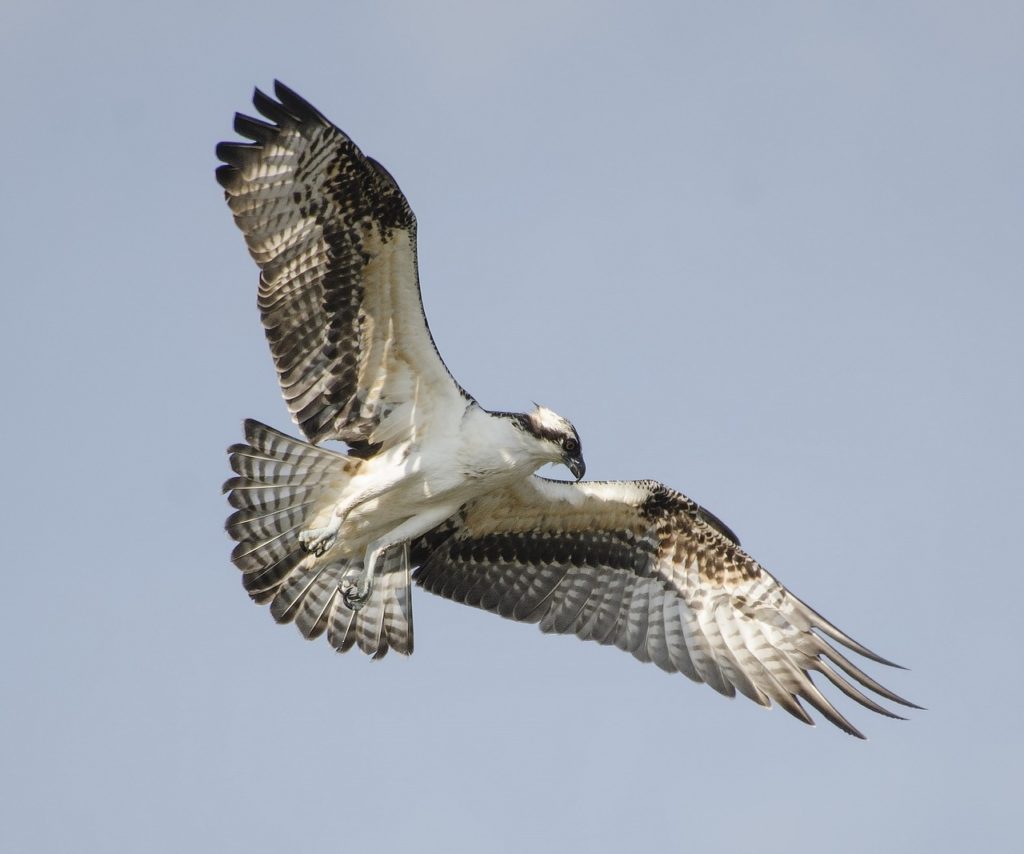 Dyfi Wildlife Centre is home to osprey birds, one of the UK success stories