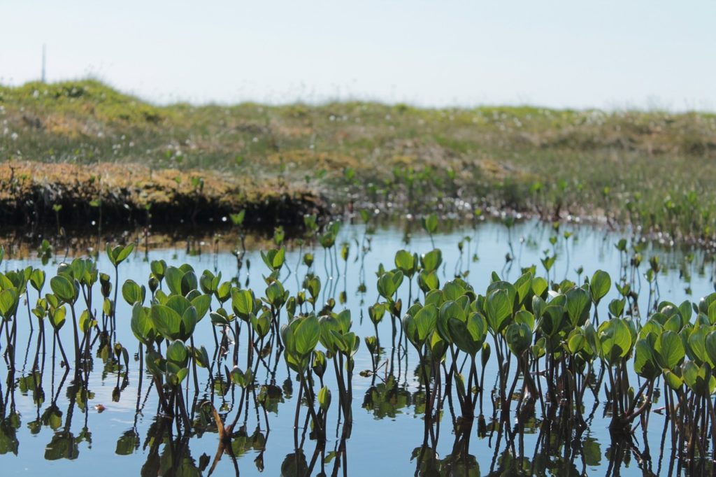 Alps of Glamorgan set for restoration back to their natural peatland state