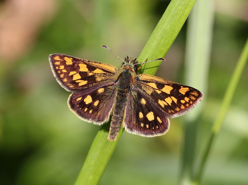Conservation project Back from the Brink helped restore Chequered Skipper Butterflies to England