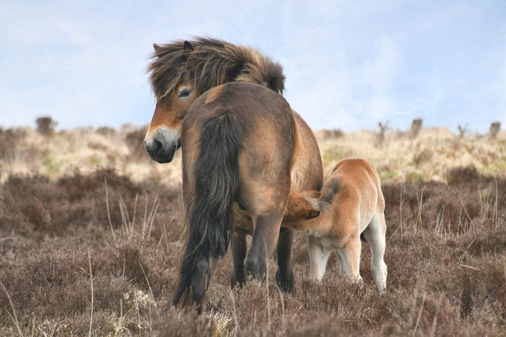 Heritage Treasures Day 2020: this year's focus is the natural world.