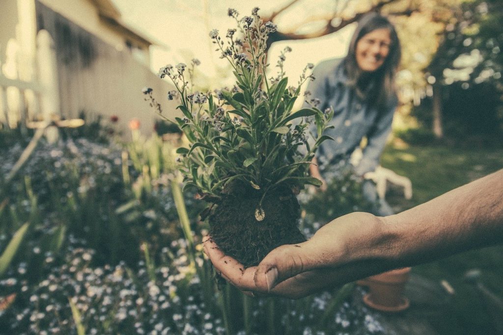 A Mental Health Environmental Project Provides Green Spaces for Users