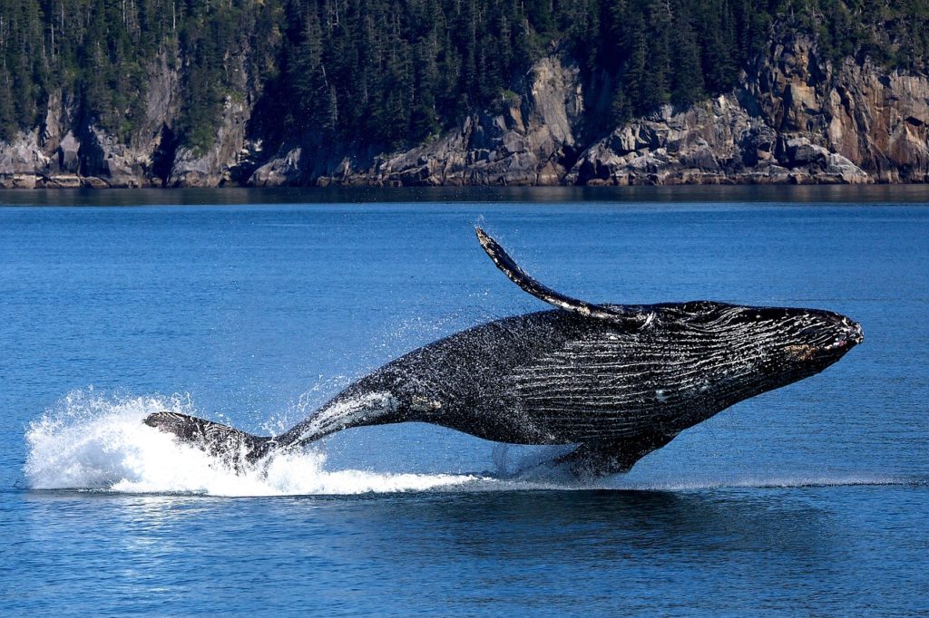 Waterways Restoration Projects Will Improve Scotland's Whale Trail