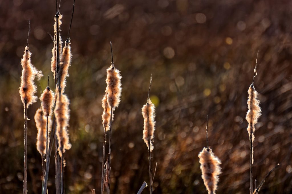 Coalfield Landscape Conservation Project receives £2.2m lottery cash