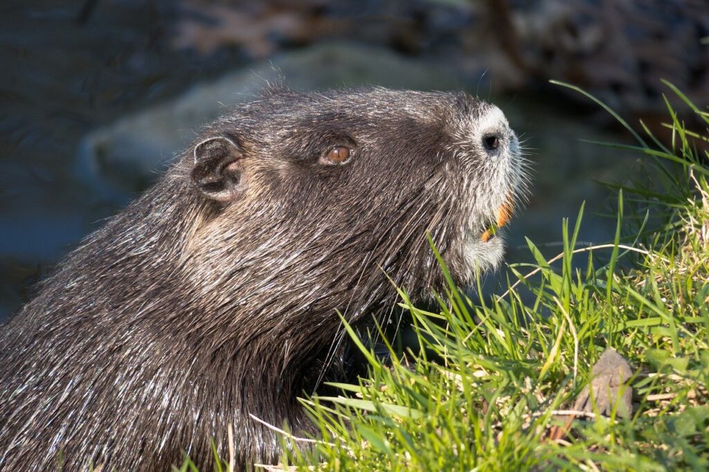 Cornish Conservation Projects include beaver habitat restoration