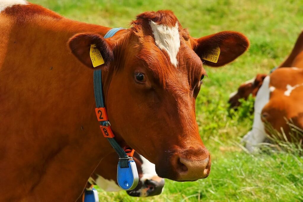 First Time Lottery Player bought a ticket for a Cash Cow game because she likes cows